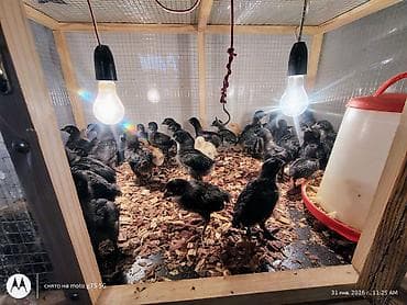 qus qefesi satilir: Toyuq cücələri, Damazlıq, Ünvandan götürmə — 2