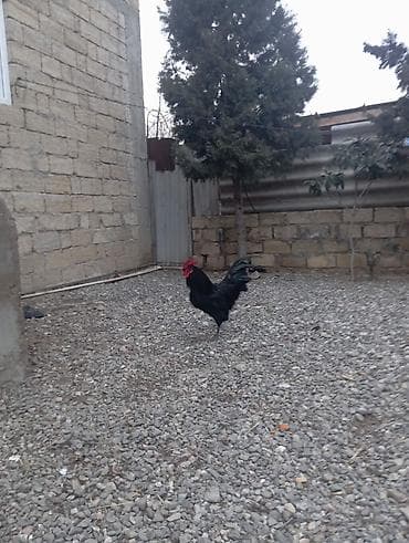 göyərçin satışı: Cinsi: Təmiz qan Avstralorp (Lələklərində yaşıl parıltısı var) — 5