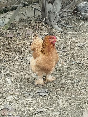 dovşan yemi: Toyuq, Brama, Damazlıq — 5