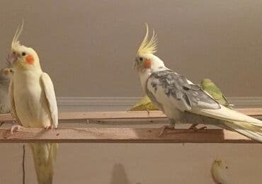 dişi pişik: Dişi korella 3 ədəd biri 35 Azn hamsin alana 30 manattan ödenişli — 2