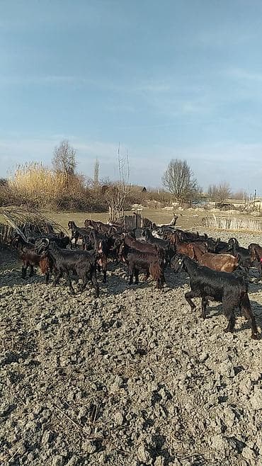 cins piwikler: Super damazliq heleblermiz ve turk kecilermiz geldi kime maraqlidsa — 10