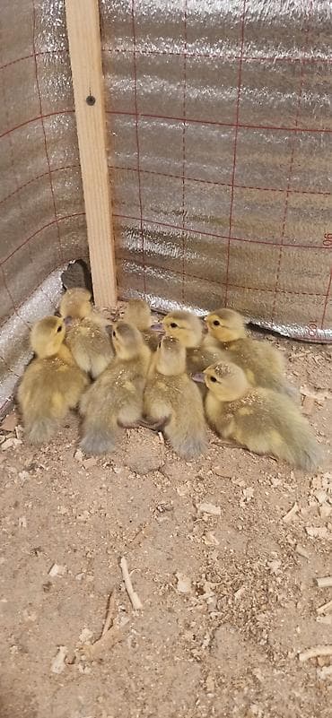 ördək lavanda: Lavanda balaları satılır — 2