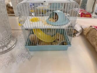 купить хорька в баку: Грызуны — 4