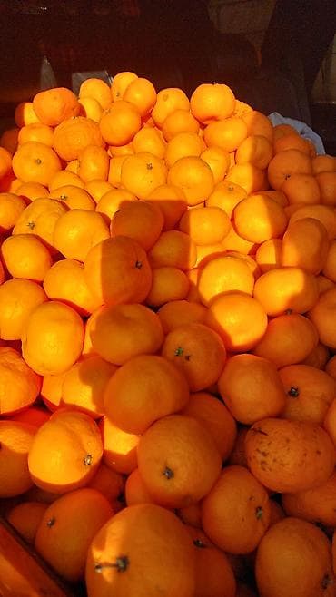 Mandarin (sitrus)şirin qənd kimi unvan Hezi Aslanov metrusu - Növ lalafo.az -da Mandarin (sitrus)şirin qənd kimi unvan Hezi Aslanov metrusu - Növ