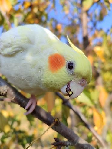 hesterxan qusu: Erkək Karella satılır adı Ori di 7 aylıq quşdu ələ çiyinə başa rahat — 8