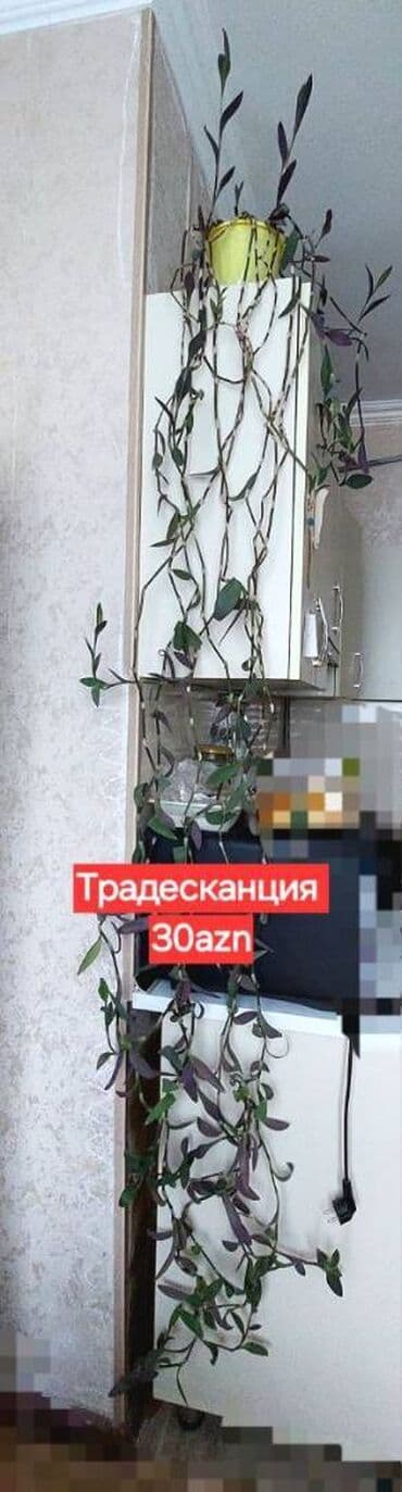 горшок новый: 🌿 Традесканция (сеткреазия). Очень длинные, густые лианы — идеально — 2