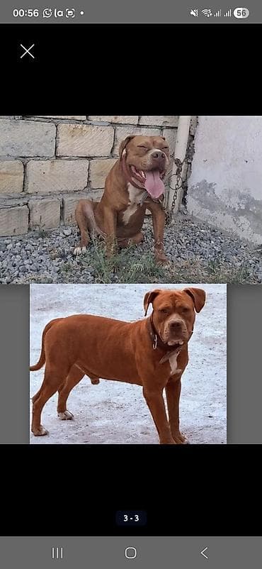 ev itleri ucuz: Pitbul, 1 il, Erkek, Ünvandan götürmə — 3