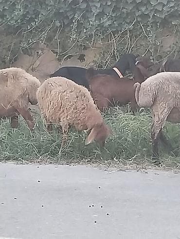 quzular: 1 erkək, 1 dişi 3 aylıq quzular var. Dişinin çəkisi 21kq, erkəyin — 4