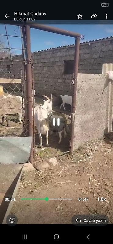 yerli keci: Sanen keçiləri tam sağlam təmiz saf qan sayları 2 təkə 9 dişi 6 sı — 3