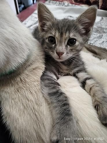 отдам даром кота: Самка, В добрые руки, Самовывоз — 1