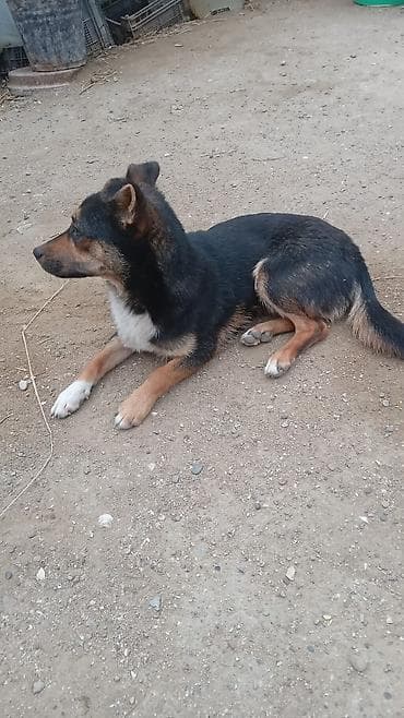 Etrafli melumat ucun zeng — 6