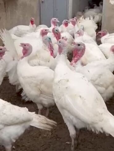 Çəngəllər: Ağ Kanada hinduşqası – Salyan - Cins: Ağ Kanada (White Turkey) - Yaş — 1