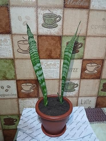 Саженцы деревьев: Qiymət 3 -10azn araliginda ölcüyə görə dəyisir — 5