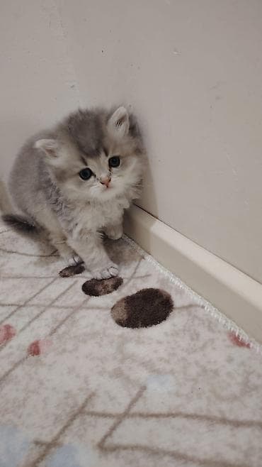 cins pisik cutlesdirme: Boz-krem rəng çalarlarında, mavi gözlü, uzun tüklü balaca pişik — 2