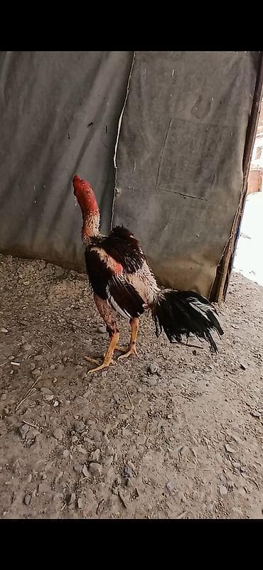 toy guzgusu: Pidbul cinsidir tecili pul lazmd diye satlr gozu kordu dimdiyde duşub — 2