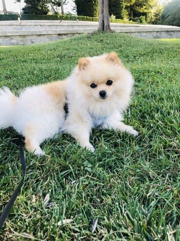 cütleşdirilir: Шпиц, 2 года, Самец, Для вязки, Бесплатная доставка, Доставка в районы — 8