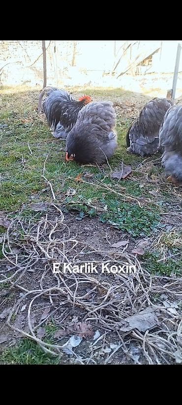 heyvanlara verilən xüsusi adlar: Toyuq, Damazlıq — 1