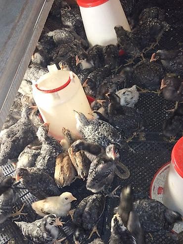 ucuz toyuq satisi: Toyuq cücələri, Ətlik, Ödənişli çatdırılma — 1