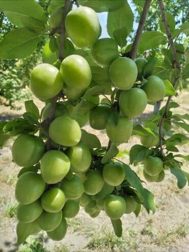 iran peçləri qiymətləri: Məhsul: 25 sot kupçalı həyətyanı torpaq satılır. Bağda 114 ədəd — 2