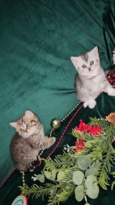 balaca pisik satisi: Qızıl şinşilla, Erkək, Dişi, Ünvandan götürmə — 10