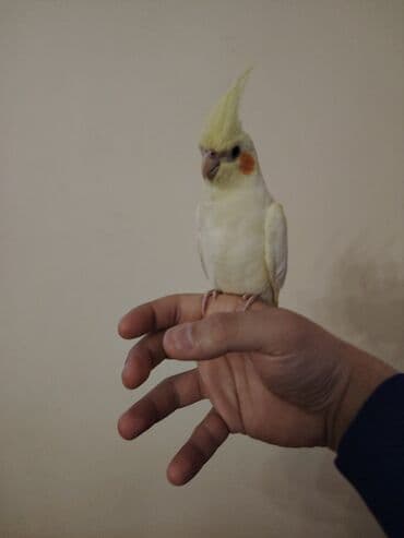 Lincoln: Dayanır. Sakit xasiyyətli, insanlarla ünsiyyətə açıqdır, evdə — 1