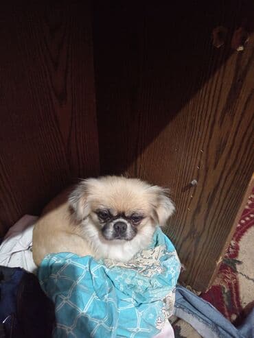 котята в баку бесплатно 2020: Пекинес, Самка, С прививками — 5