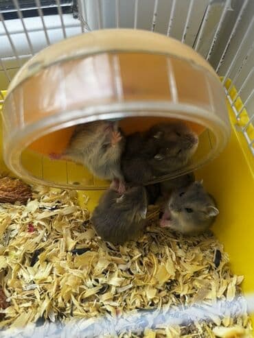 морские свинки купить: 🐹 Cungar hamsterləri satılır! Ev şəraitində saxlanılıb, təmiz və — 2