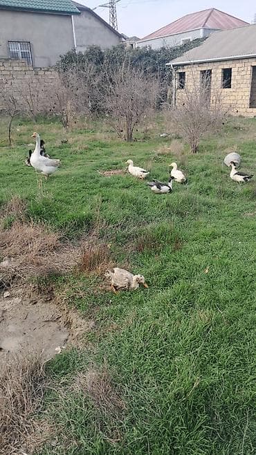 Erkək, | Lal ördək, Damazlıq, Ünvandan götürmə