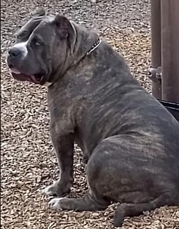 2 meymun: Salam tecili satilir 3 eded qaldı Əsas məsələ bu itdəri bilən bilirki — 6