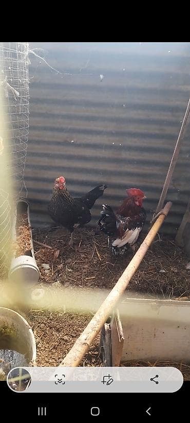 gence toyuq cuce: Toyuq, Damazlıq — 3