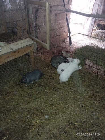 Qoyunlar, qoçlar: 10 eded böyük dovşanlar 8 ana 2 erkək analar hamisi boğazdi — 2