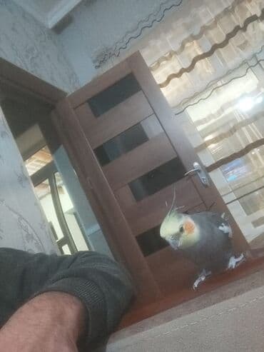 Çaydanlar: Nimfa (Cockatiel) tutuquşu - Rəng: boz gövdə, ağ qanad ləkələri, sarı — 3