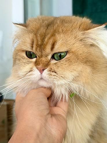 Qızıl şinşilla, Erkək, Cütləşmə üçün