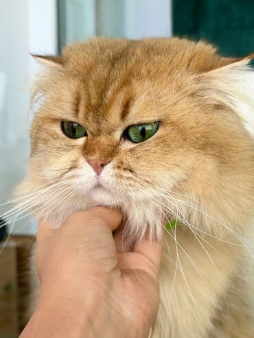 zvanok balalari: Britan, Erkək, Cütləşmə üçün — 3