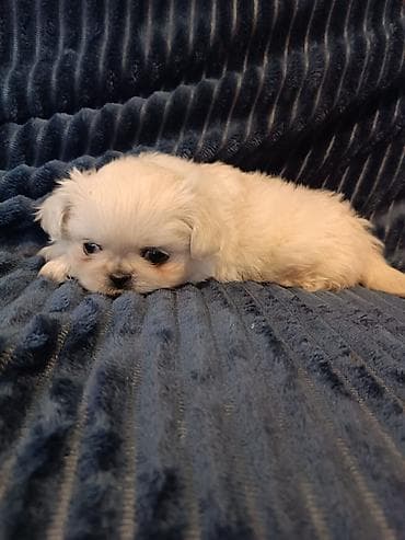 pekines itləri: Pekines — 4