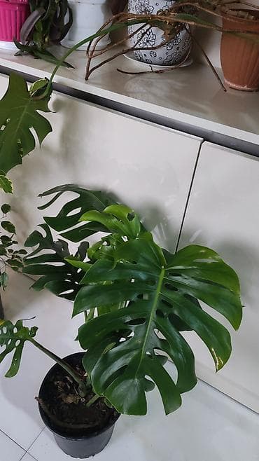 Monstera deliciosa (fil dəliyi) otaq bitkisi - Növ: Monstera — 1