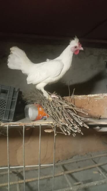 Inəklər, öküzlər: Yaponka xoruzu 15 azn — 1