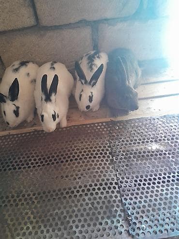 suda yaşayan heyvanlar haqqında məlumat: 4 dedi bogazdi hamsi — 3