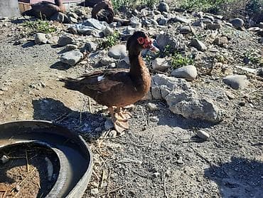 Muscovy ördəkləri (indoutka) – qəhvəyi rəngdə sürü - Cins lalafo.az -da Muscovy ördəkləri (indoutka) – qəhvəyi rəngdə sürü - Cins