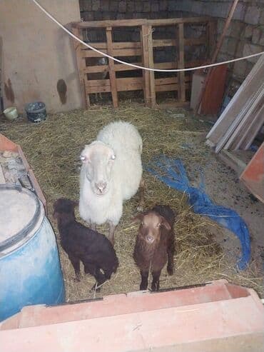 Qoyun və quzular – təsərrüfat üçün hazır sürü - Növ: yerli