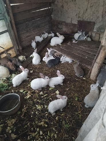 balaca ag itler: Dovşan balar Qiymet 6- manatdan başlayır, Qiymet aylığa göre deyişir — 2