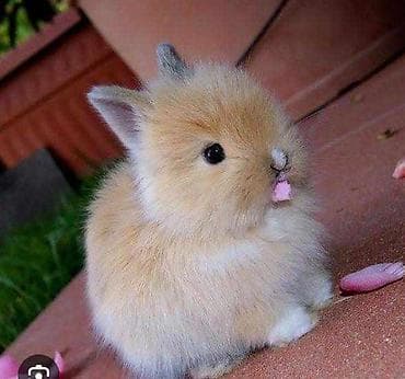 Ev dovşanı, boyu cixmiyan 3 ədəd dovşan alıram. 1 ədədi 5 azn Satan