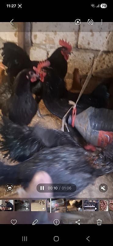 lalafo. az qoyunlarin satisi: Temiz avstrolop beceleri satilir 8 9 ayliq heyvanardi yerim dardi — 2