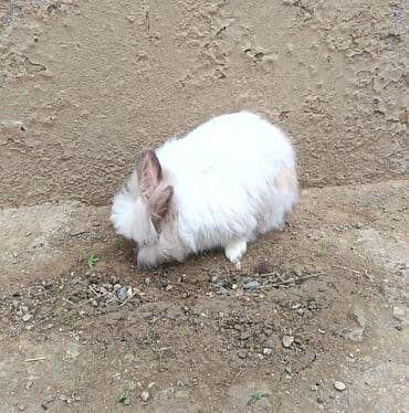 şirin dovşan şəkilləri: Uzun tüklü dekorativ dovşan - Cins: ehtimalən Angora/mix dekorativ — 4