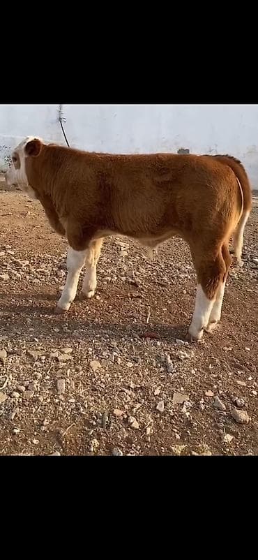 erkək inək: Məhsul: Qaramal – erkək dana - Cins tipajı: ətlik istiqamətli, iri — 5