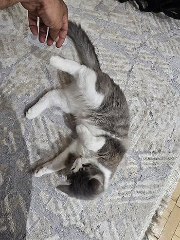 tutuquşu yuvası: Məhsul: Pişik üçün ev və daşıma çantası dəsti,teze qul qabisi ve 10 — 4