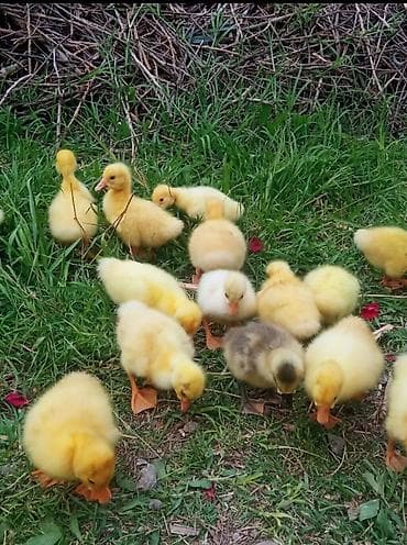 Бараны, овцы: Гусята, Для разведения, Самовывоз, Платная доставка, Доставка в районы — 6