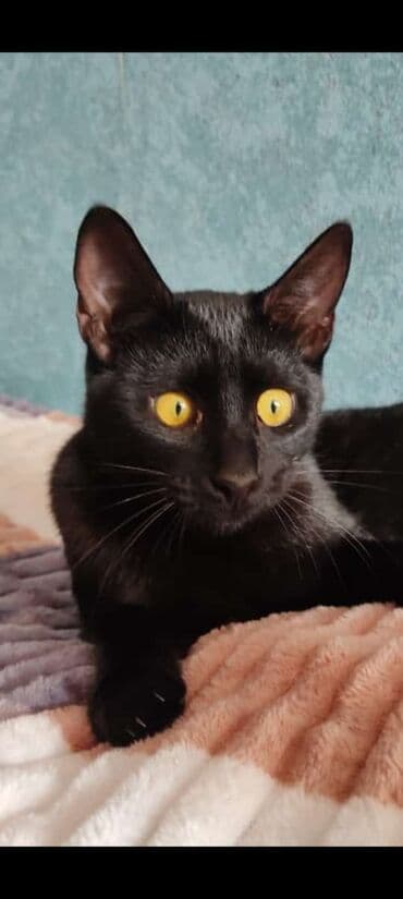 sarı pişik: Erkək, Yaxşı əllərə — 2