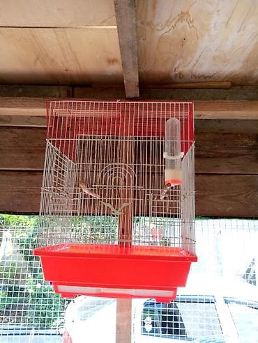 Geyimlər: Qəfəsler 25-35 azn — 3