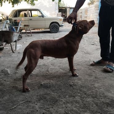 layka iti: Pitbul, 10 ay, Erkek — 2